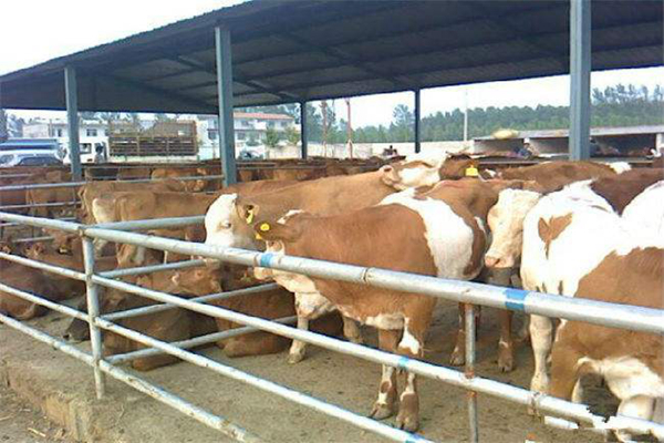 ��(d��ng)����w�|(zh��)Ѻ